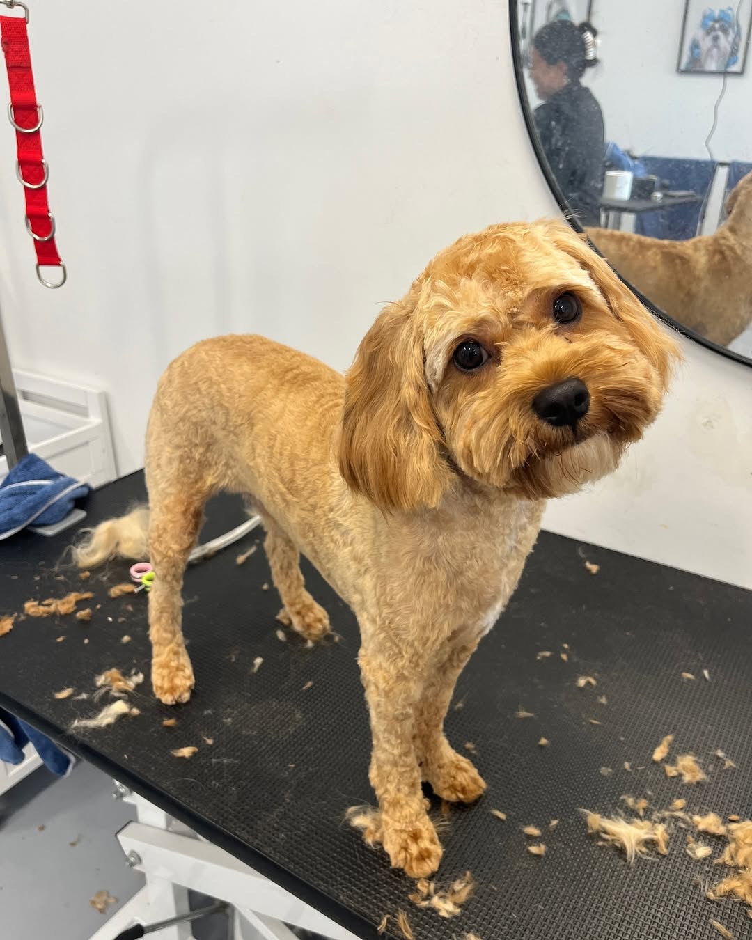 Groomed cavoodle on a grooming table