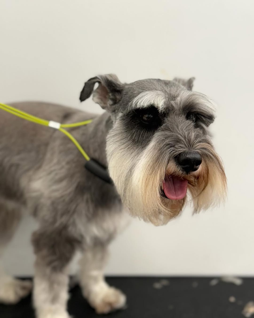senior pet owner's dog after grooming