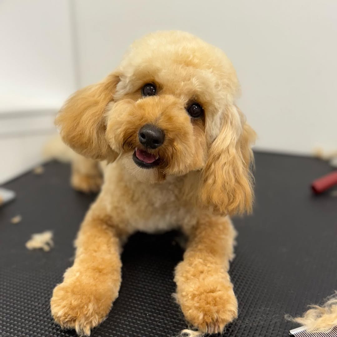 professional's dog grooming result