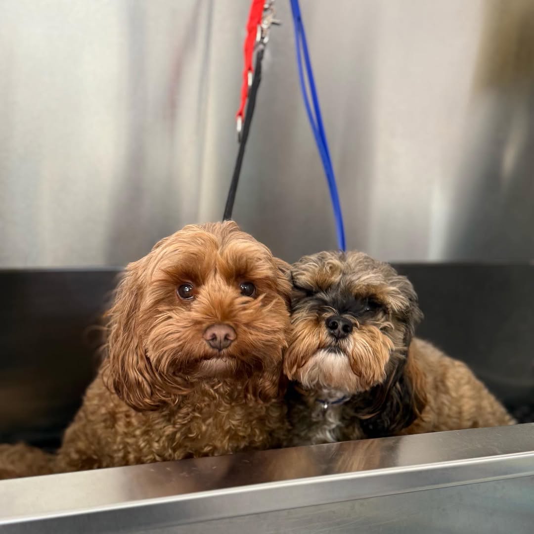 Two dogs waiting in the salon bath