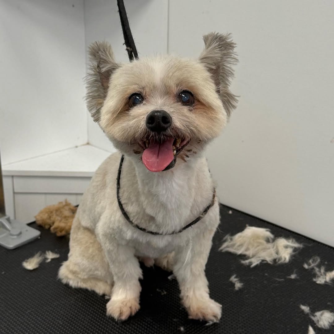 dog after full grooming service in newport