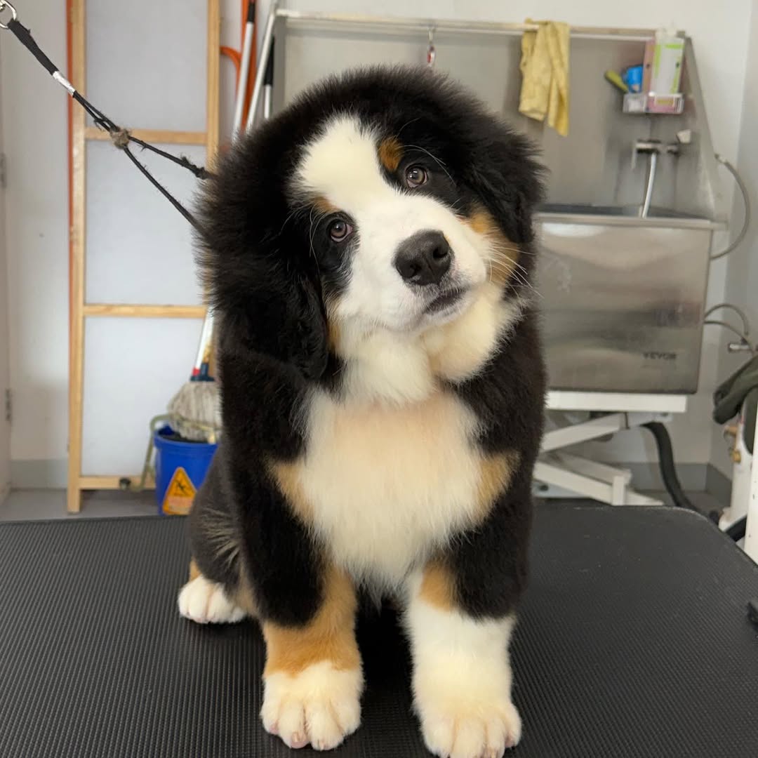 dog grooming specific styling in newport