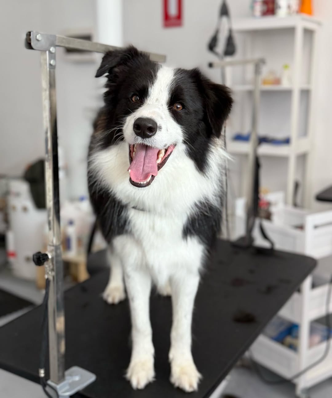 dog bathing service in newport