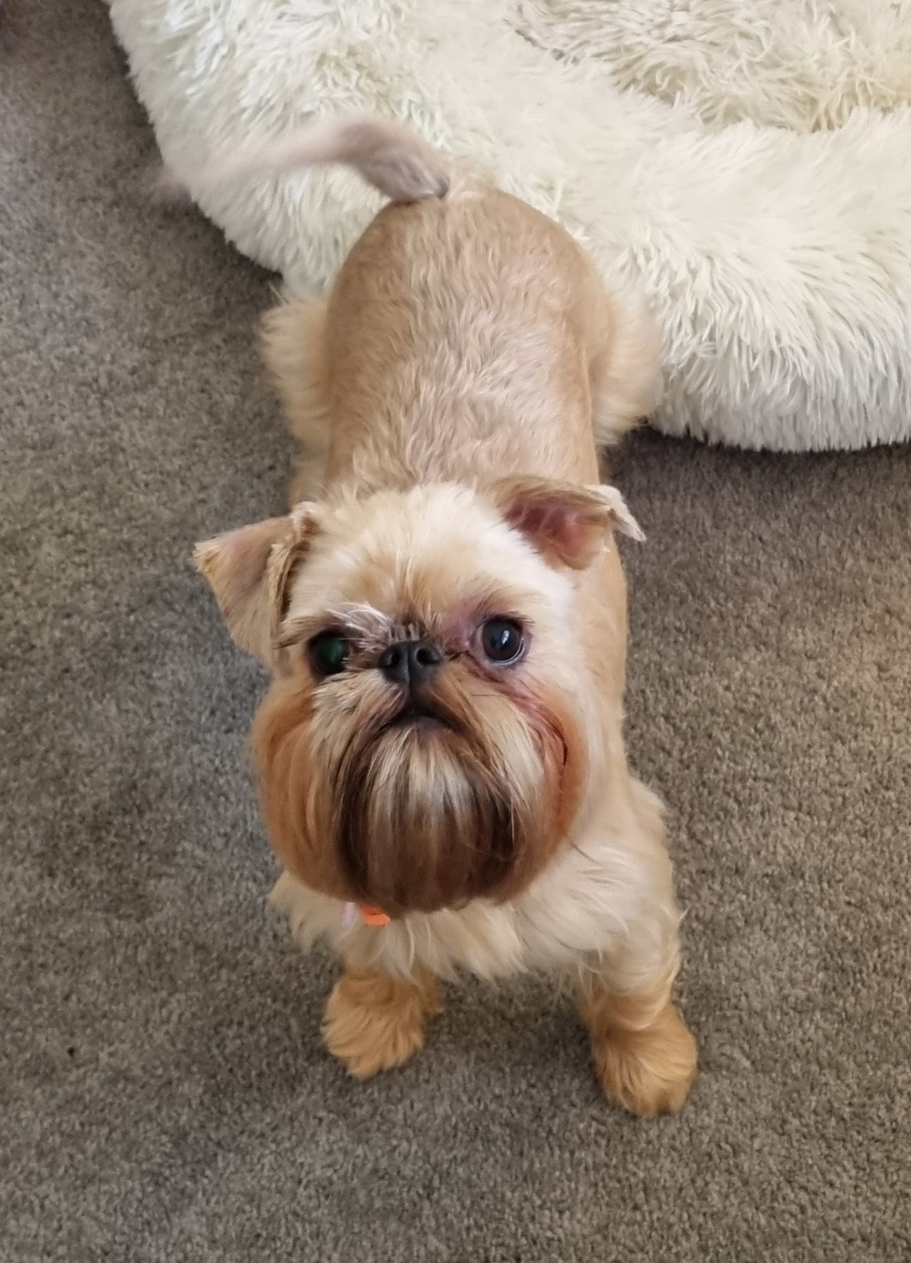 Minnie after grooming