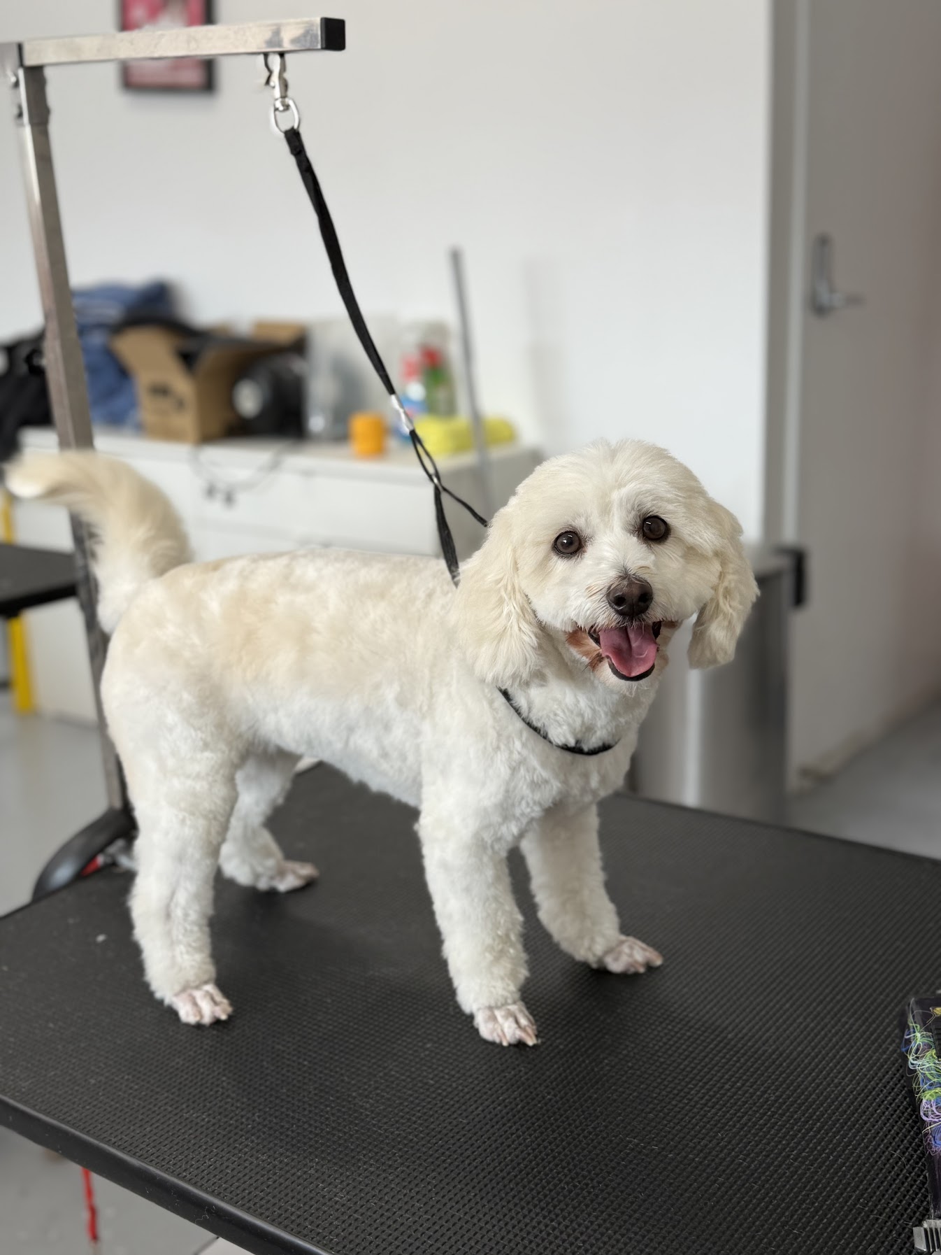 Keeta the cavoodle after grooming